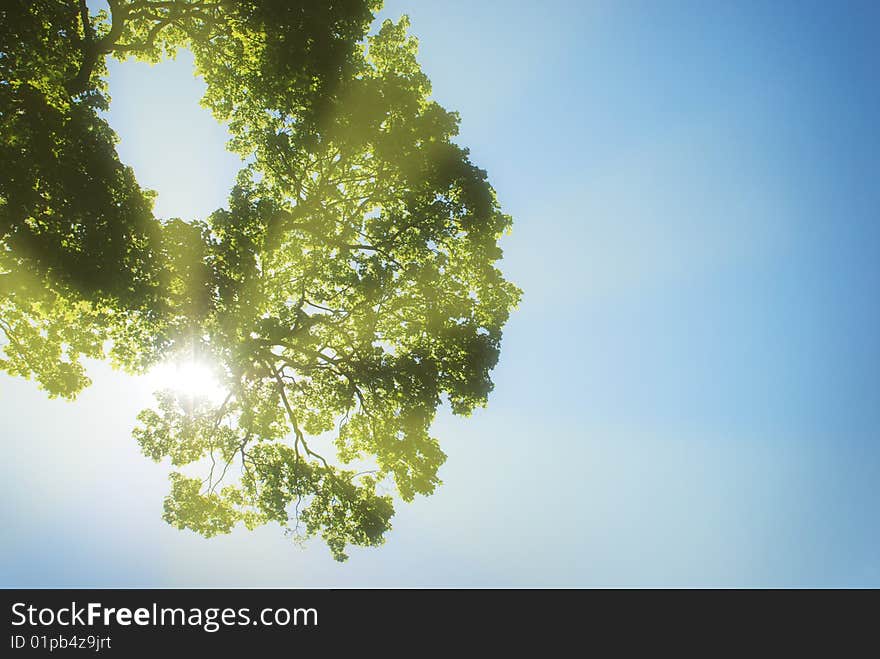 Rays of light from behind the tree