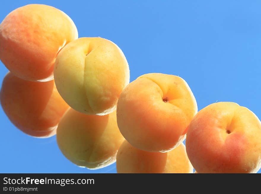 Row of apricots isolated on blue background