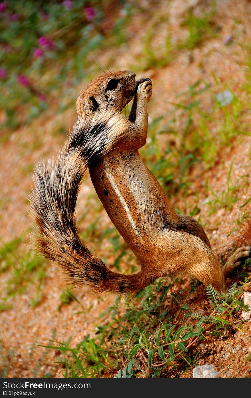 Ground Squirrel Eating