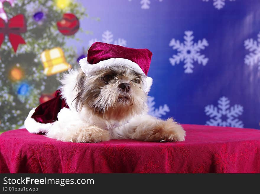 A puppy in a Santa suit with a Christmas themed backdrop. A puppy in a Santa suit with a Christmas themed backdrop.