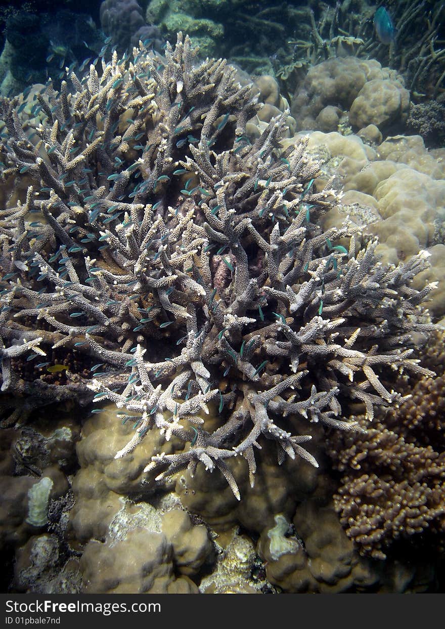 Small Green Fish in Coral Reef - Australia