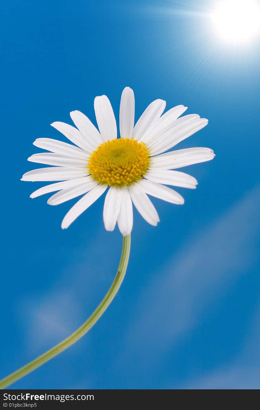 Beautiful chamomile on a sky background. Beautiful chamomile on a sky background