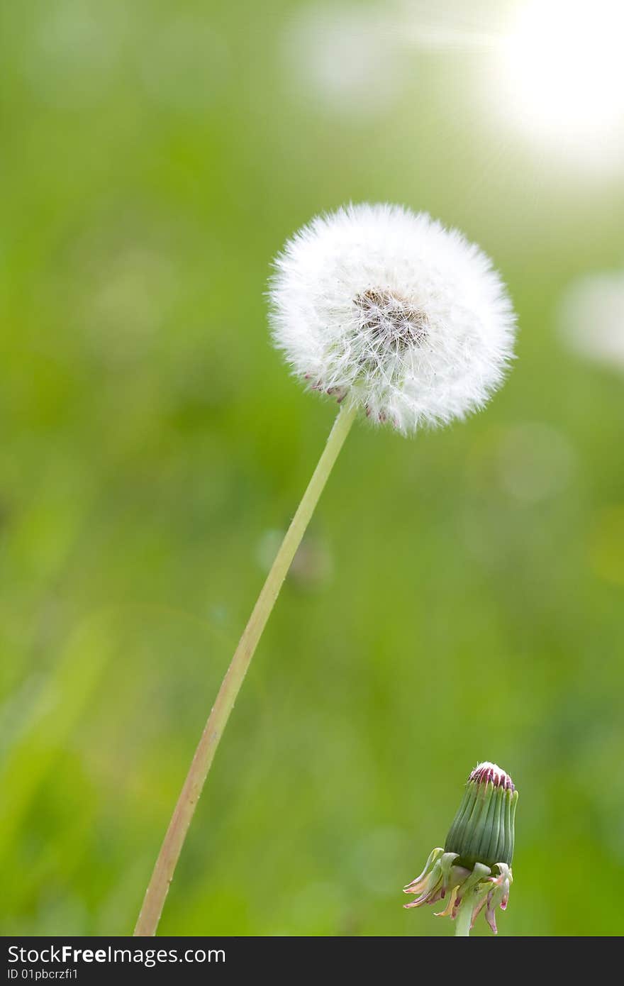 Dandelion