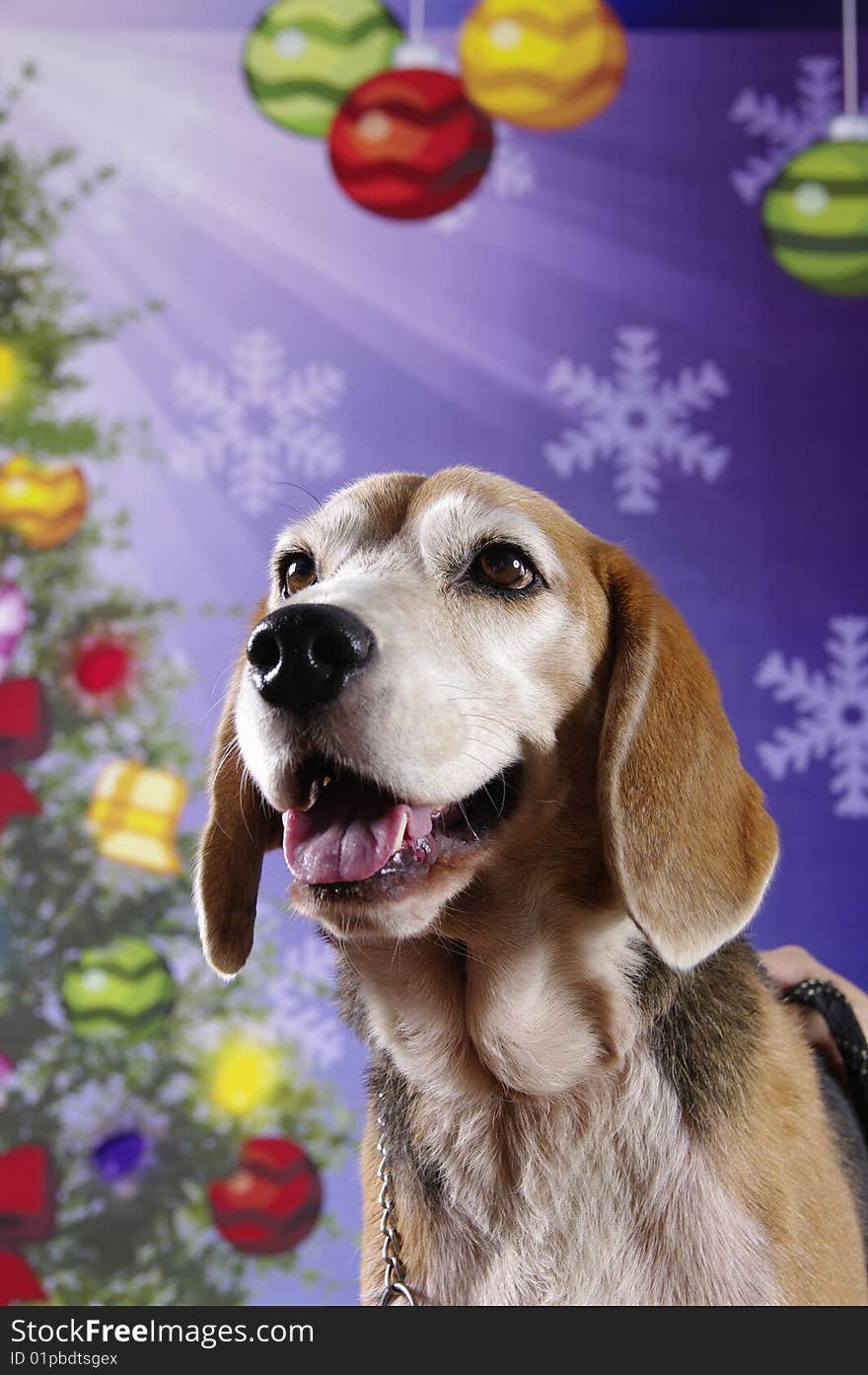 A Beagle on a Christmas themed background that seems to be shined upon by a heavenly light. A Beagle on a Christmas themed background that seems to be shined upon by a heavenly light.
