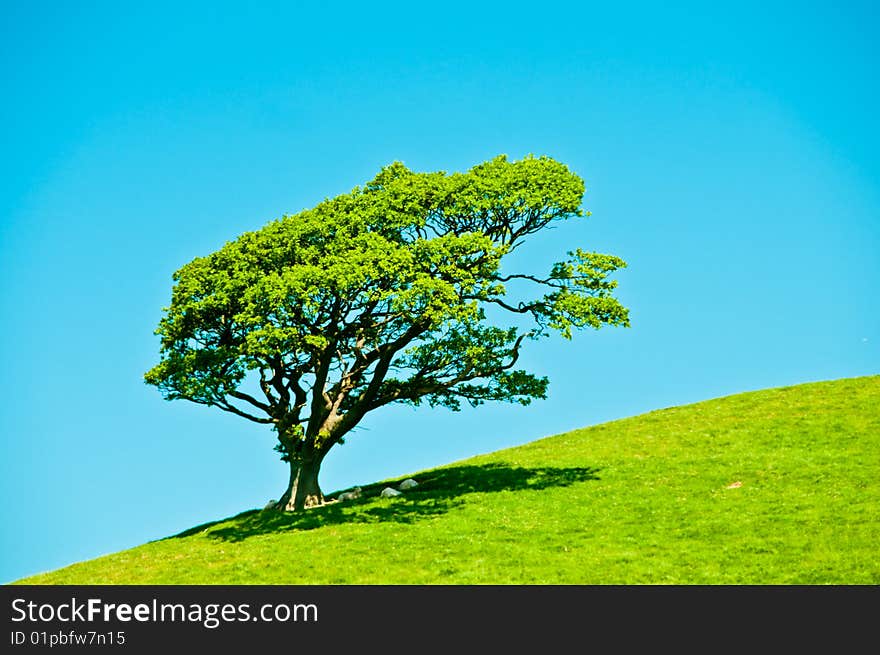 Tree on hill side with blue sky and green grass