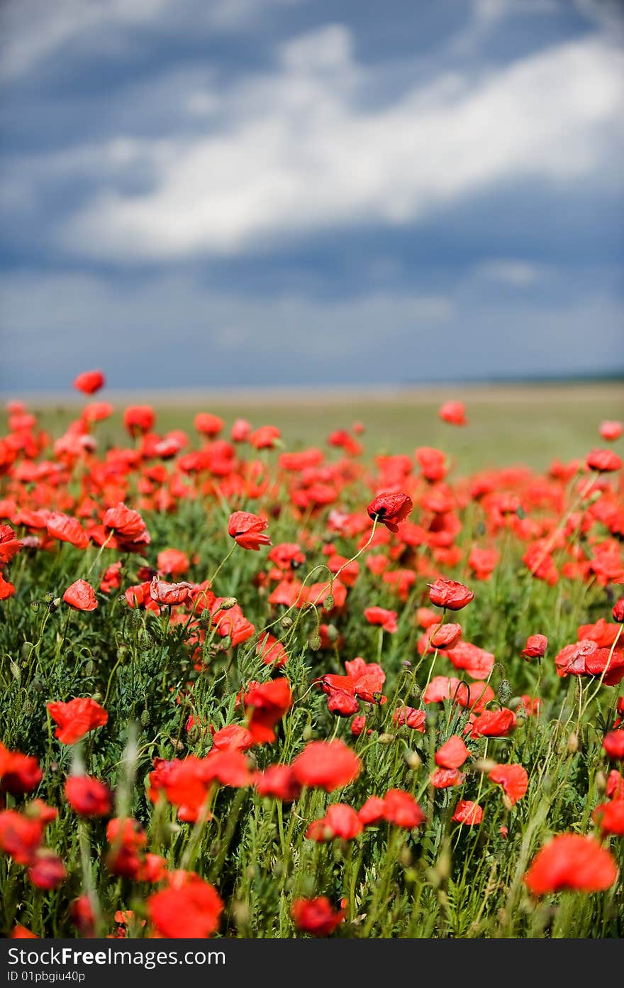 Red Poppy Field