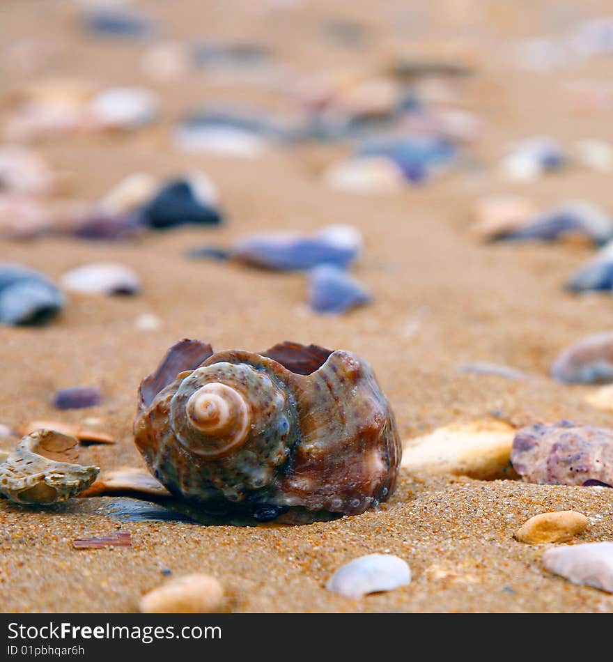 Sea shells on the beach sand. Sea shells on the beach sand