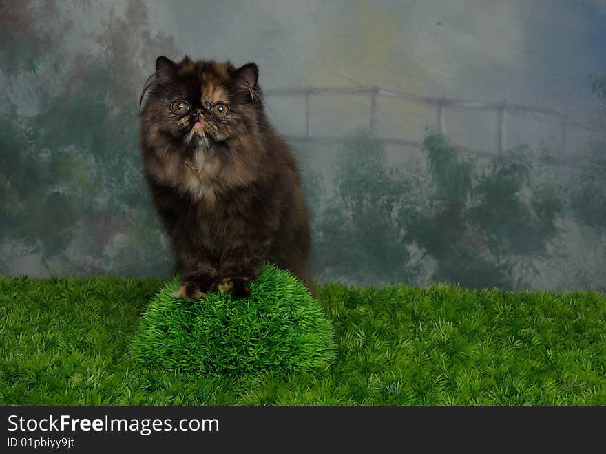 Tuki the kitten posing in a studio setup. Tuki the kitten posing in a studio setup.