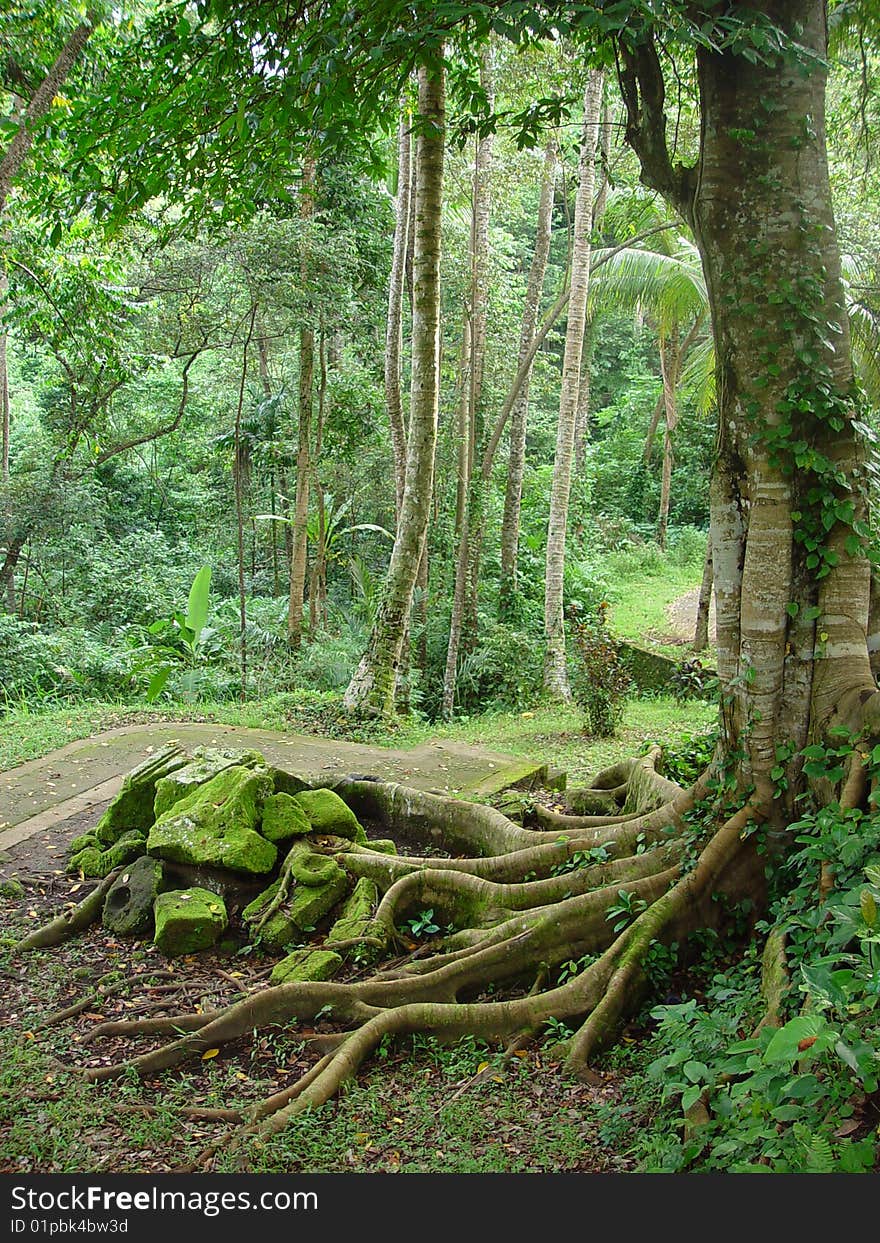 The tropical road going downwards