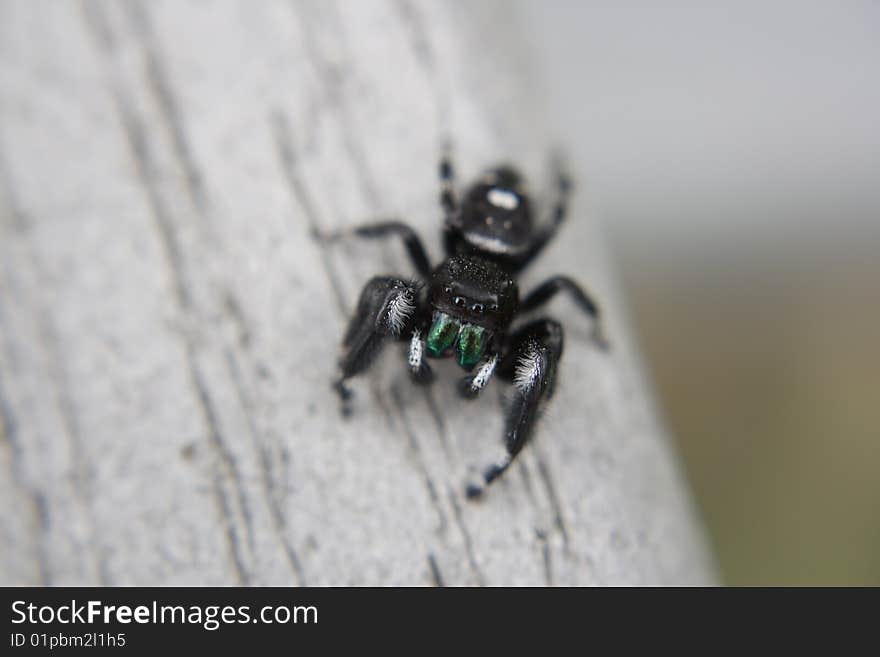 Close-up of a jumping spider from the Family of salticidae. Close-up of a jumping spider from the Family of salticidae