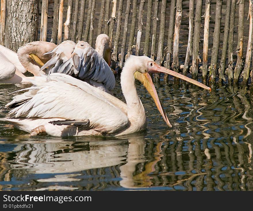 Pelicans