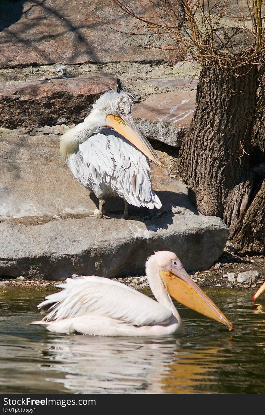 Pelicans