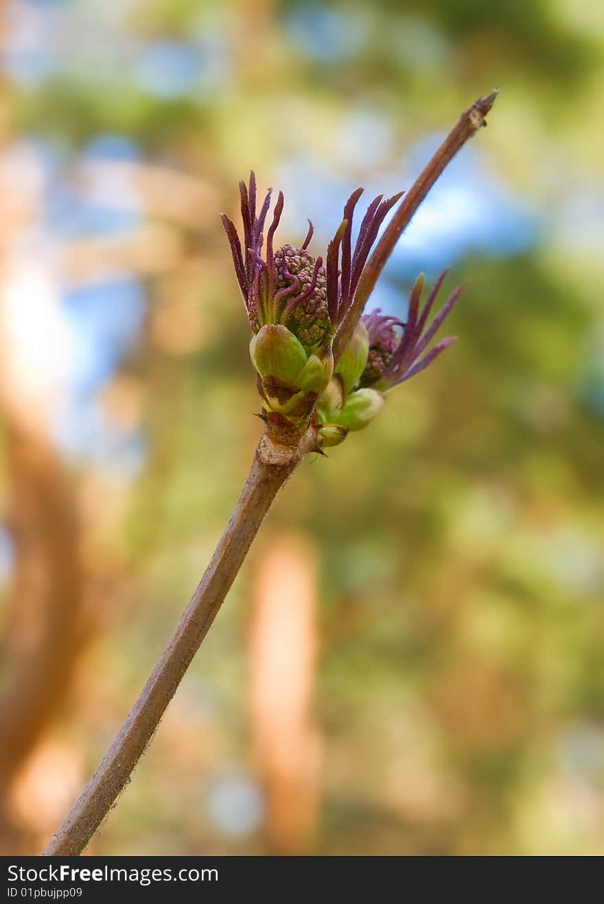 Closeup of growing leaves branch. Closeup of growing leaves branch