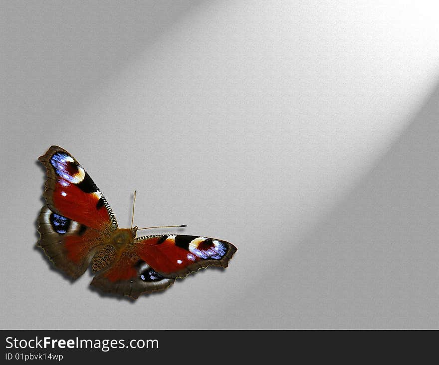 Admiral butterfly isolated on grey paper background in ray of light is going to fly. Admiral butterfly isolated on grey paper background in ray of light is going to fly