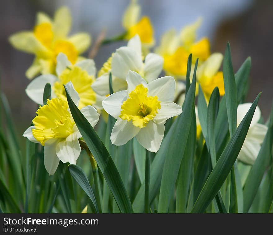 Yellow white daffodil flowers closeup. Yellow white daffodil flowers closeup