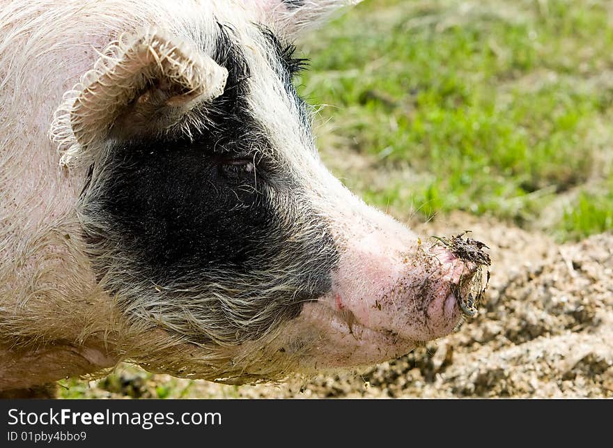 Portrait of a pig in the open field.