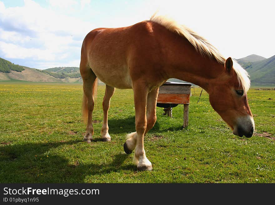 Image of an horse eating grass in Castelluccio di Norcia - umbria - italy