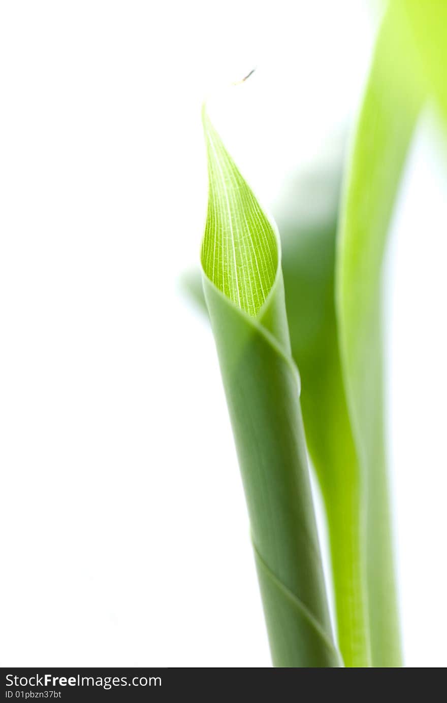 Green leaf of a palm tree as an abstract background