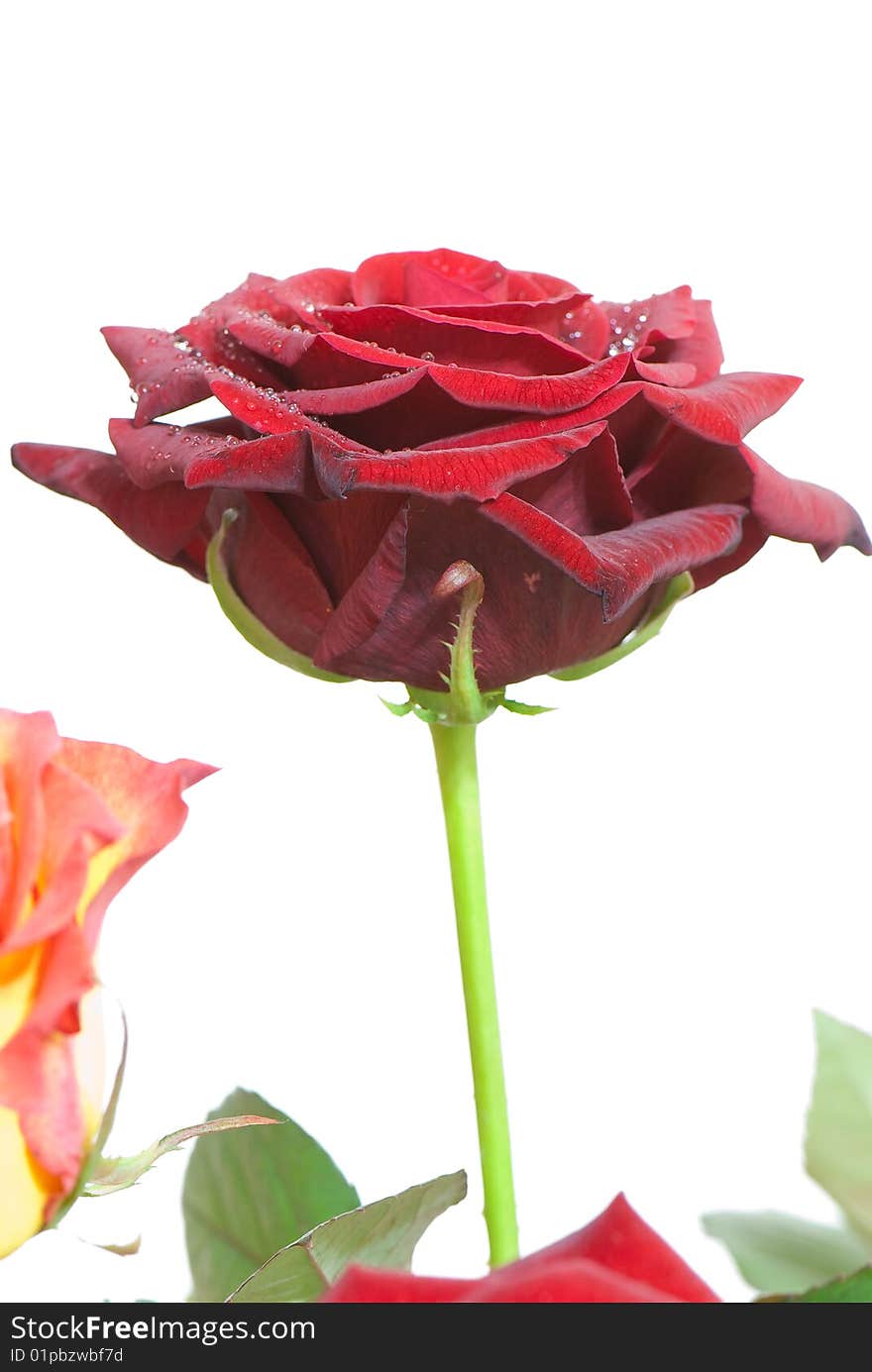 Beautiful close-up rose with water drops removed close up on a light background