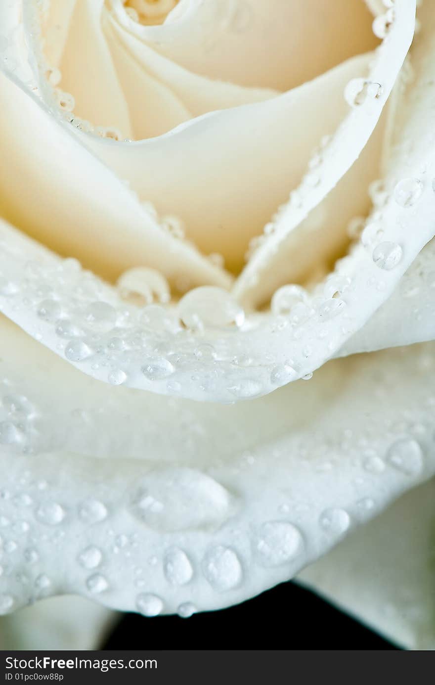 Beautiful close-up rose with water drops removed close up on a light background