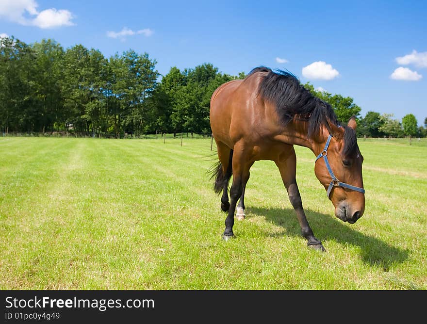 Horse in the open field.