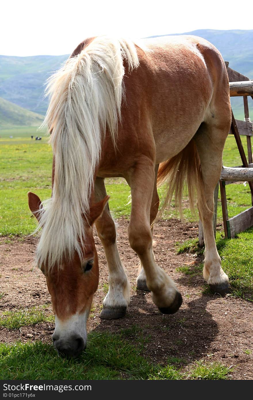 Image of an horse eating grass in Castelluccio di Norcia - umbria - italy