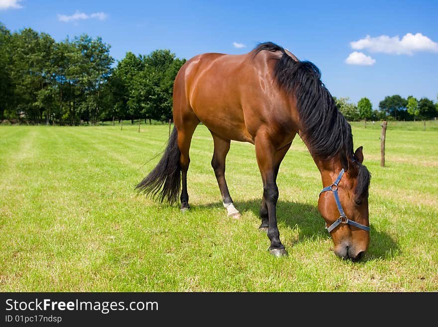 Horse eating grass in the open field.