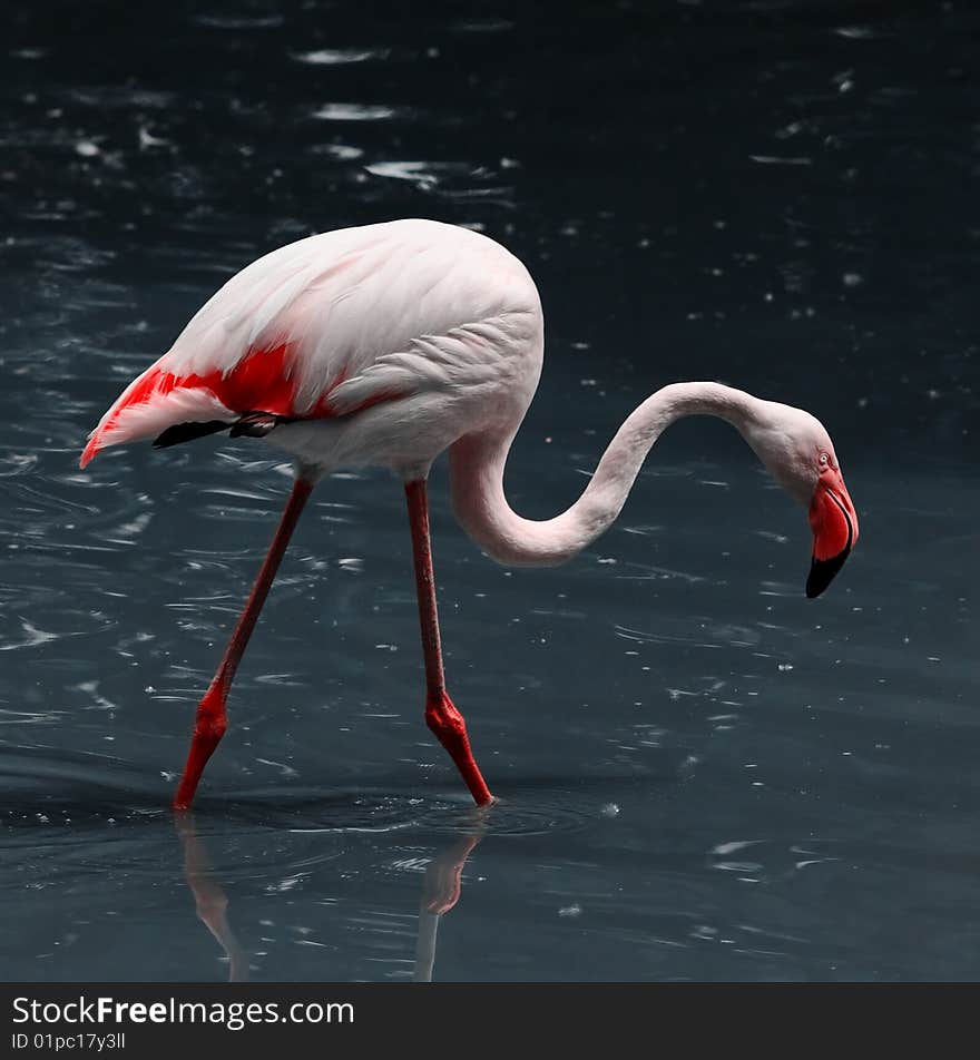 Pink flamingo