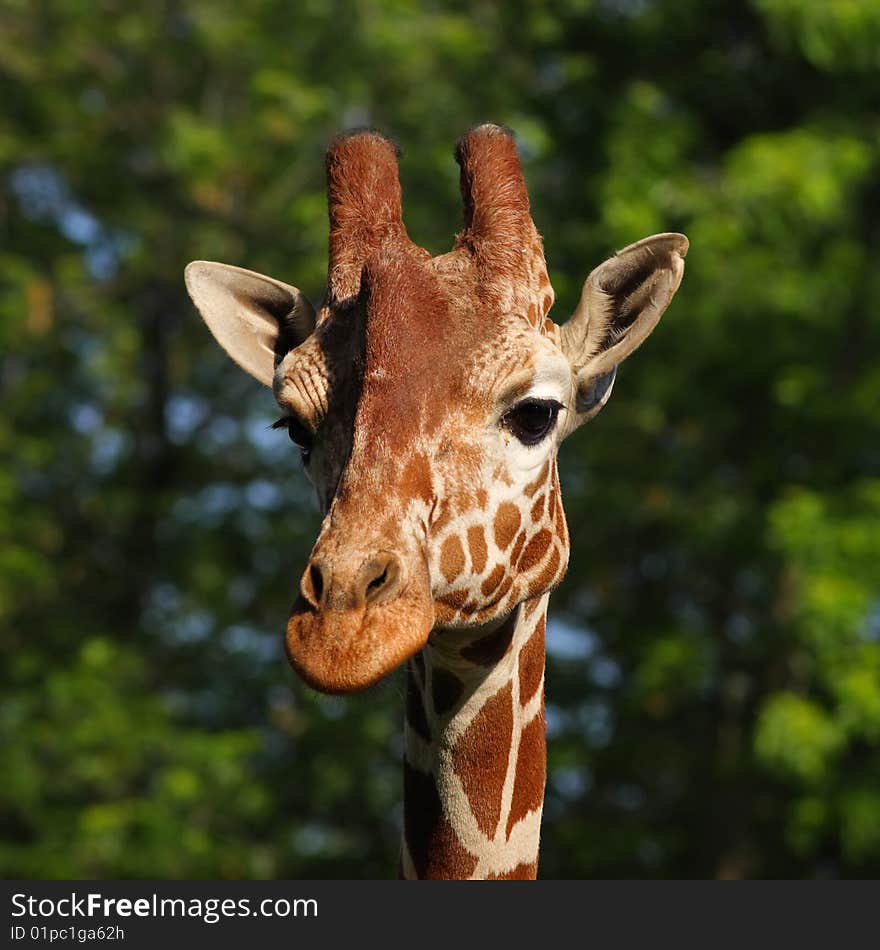 Giraffe head portrait on green background