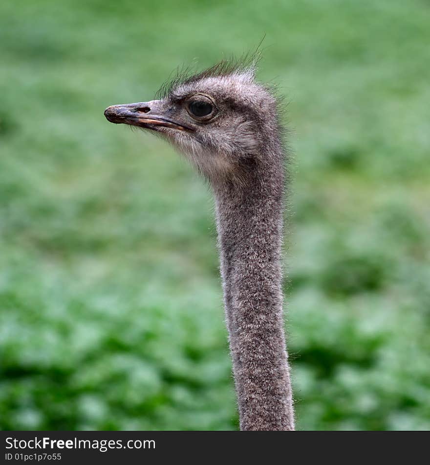 Ostrich head close-up