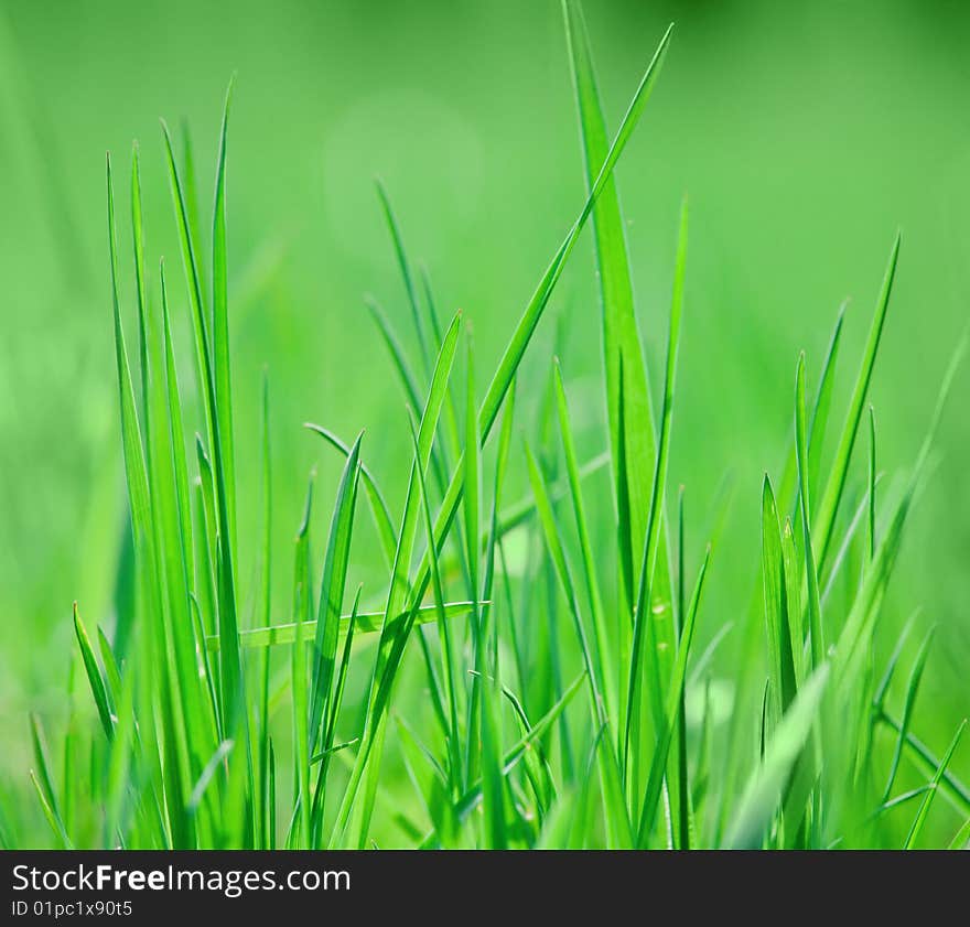 Grass close-up photo