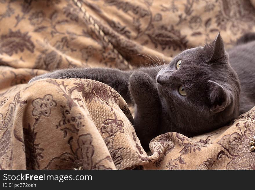 Grey cat lying on gobelin. Grey cat lying on gobelin