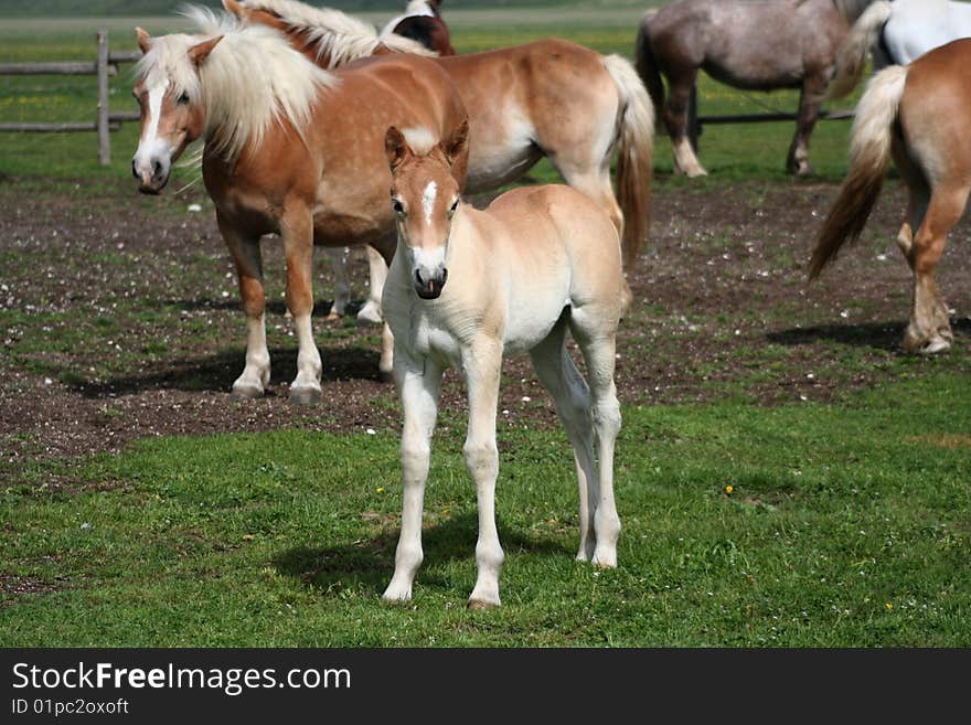 Image of a foal in Castelluccio di Norcia - umbria - italy. Image of a foal in Castelluccio di Norcia - umbria - italy