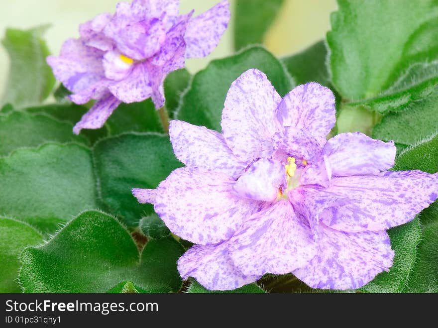 Beautiful close-up violet on a light background