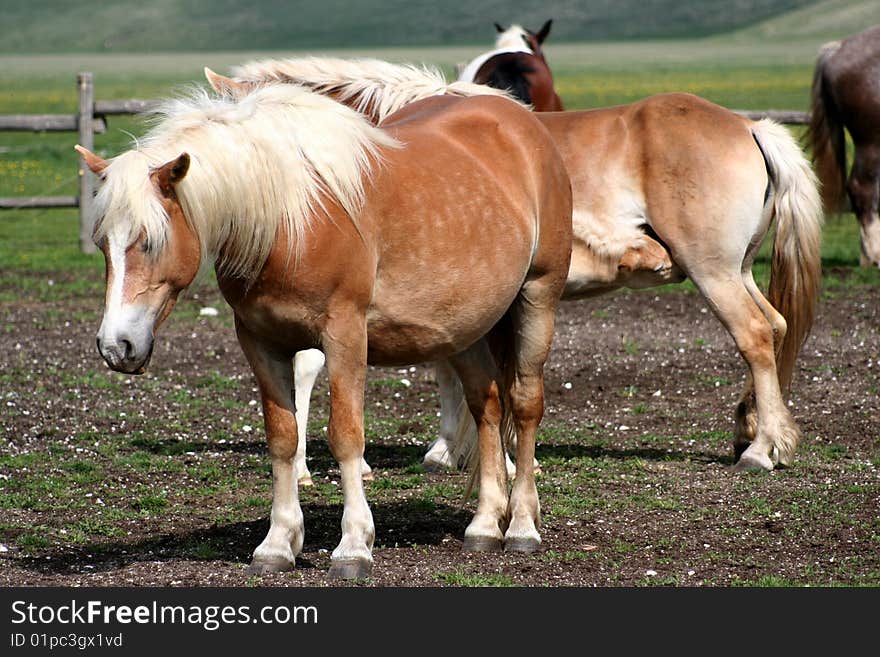 Horses in Castelluccio