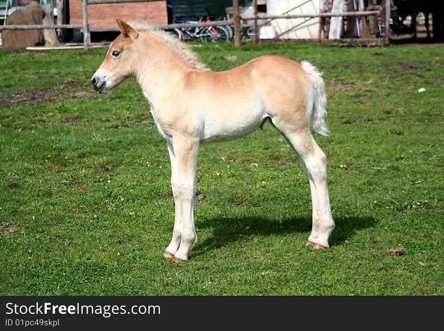 Image of a foal in Castelluccio di Norcia - umbria - italy