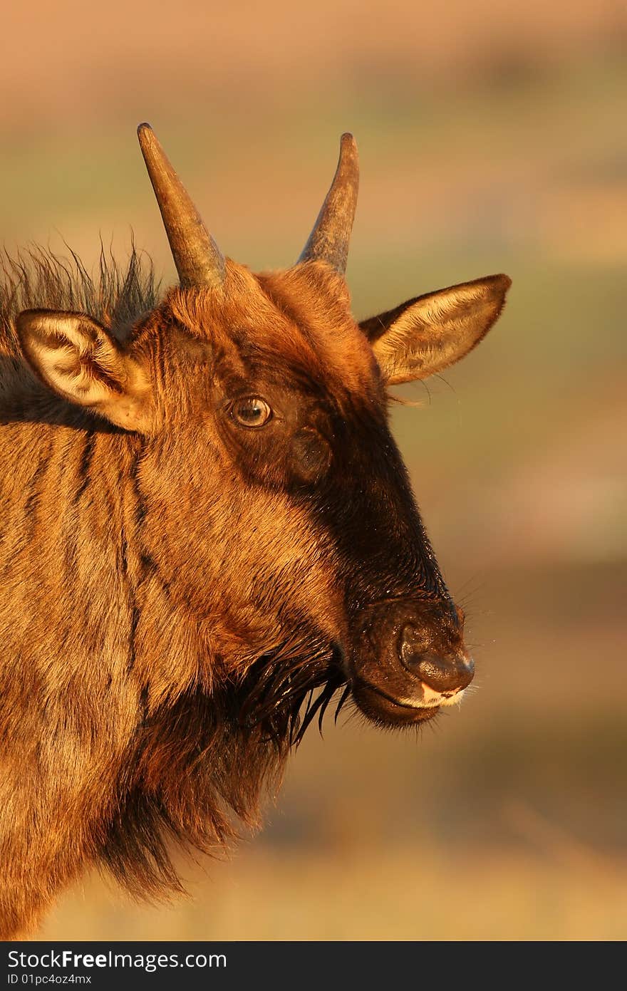 Portrait of a young Wildebeest taken in South Africa.