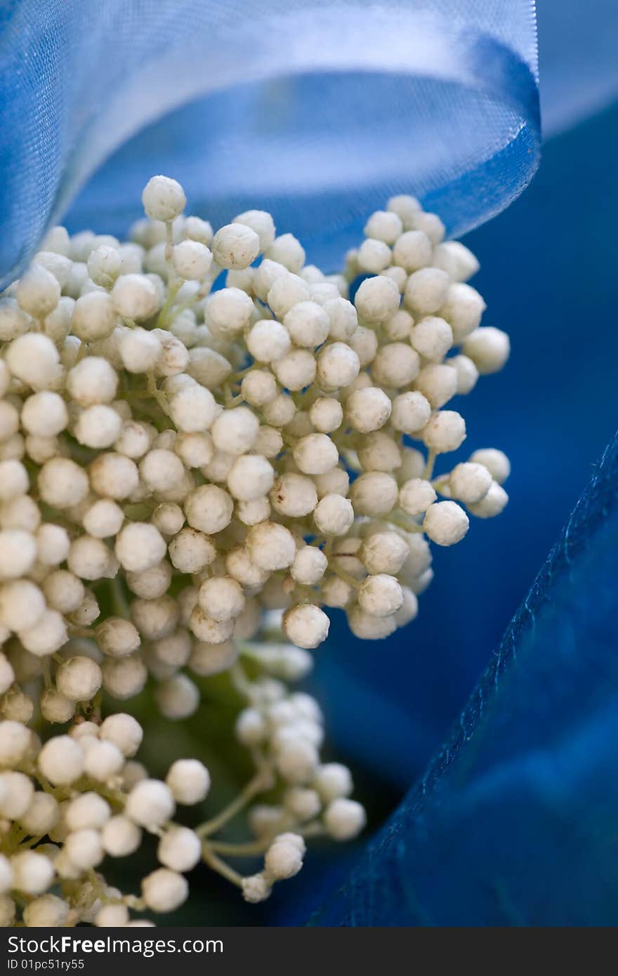 White flowers on a blue background