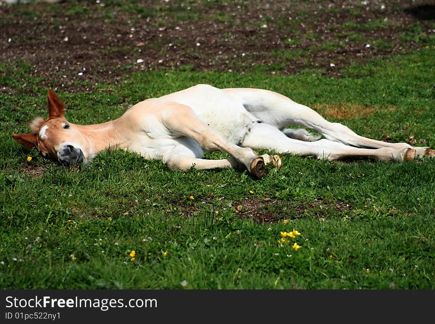 Image of a foal in Castelluccio di Norcia - umbria - italy. Image of a foal in Castelluccio di Norcia - umbria - italy