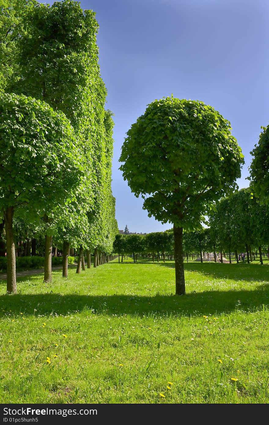 Avenue of trees in well-groomed park.