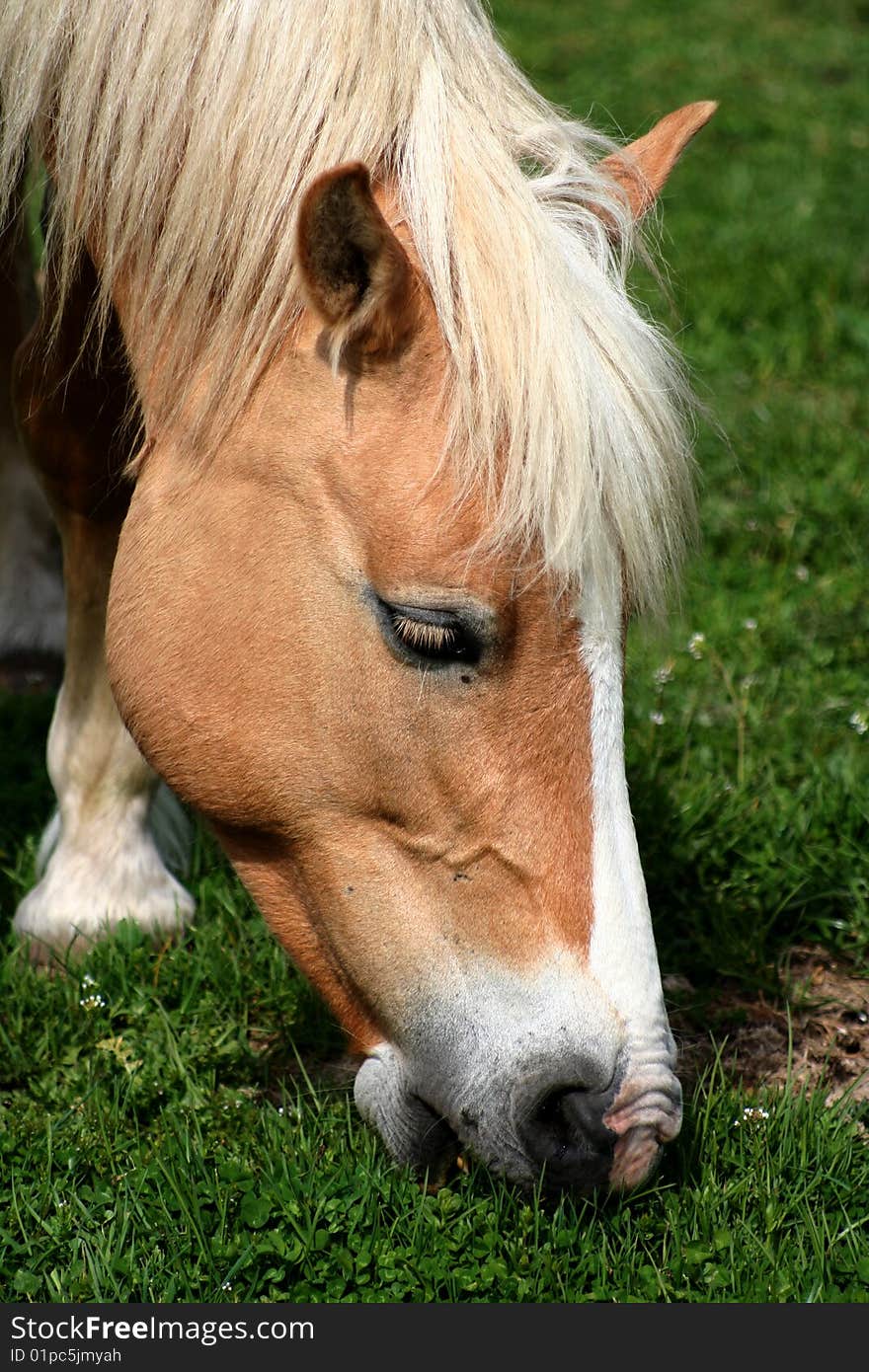 Image of an horse eating grass in Castelluccio di Norcia - umbria - italy. Image of an horse eating grass in Castelluccio di Norcia - umbria - italy