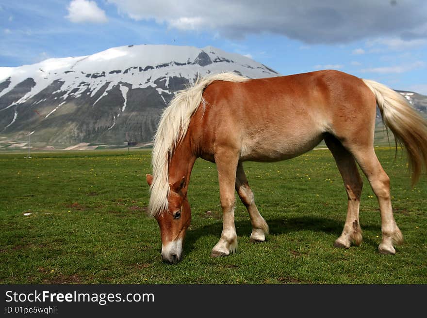 Horse eating grass in Castelluccio