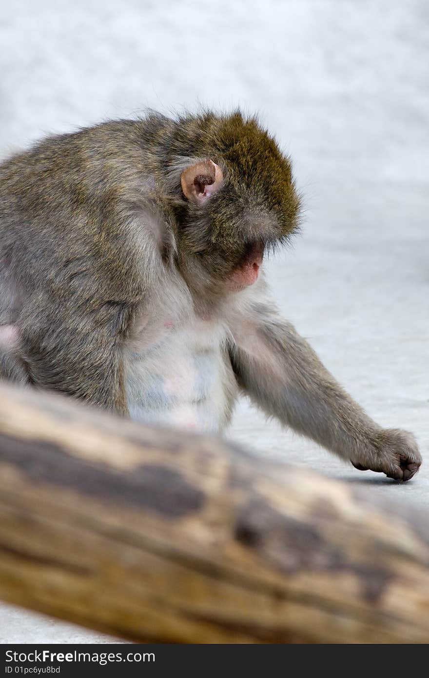 Macaca Fuscata Grey Japanese Monkey