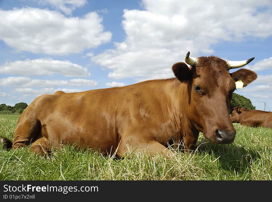 Cow is resting on a green field. The sky is blue with white clouds. Cow is resting on a green field. The sky is blue with white clouds