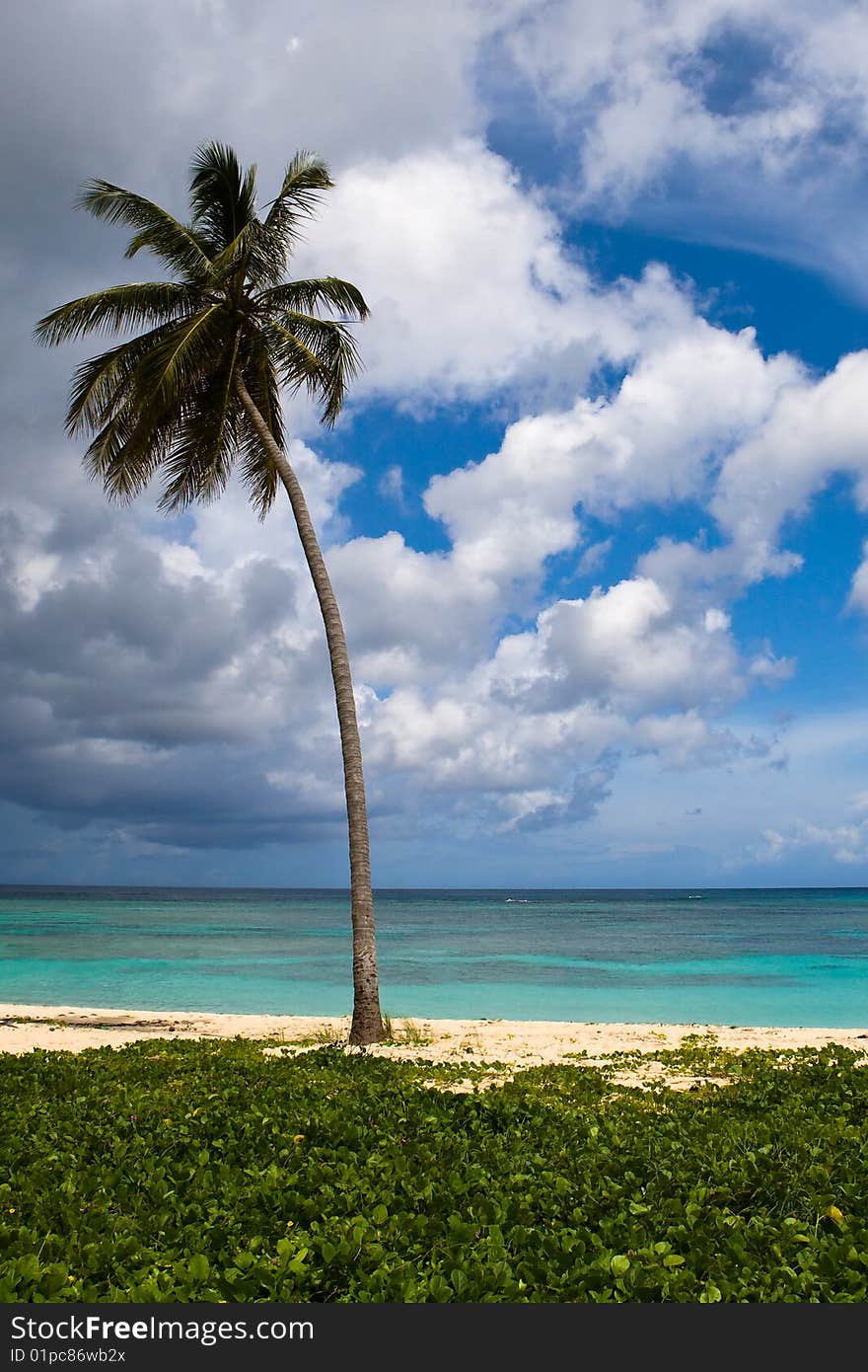 Three palms on the beach island with blue cloudy sky