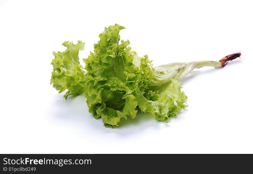 Green Salad Lettuce With A Root