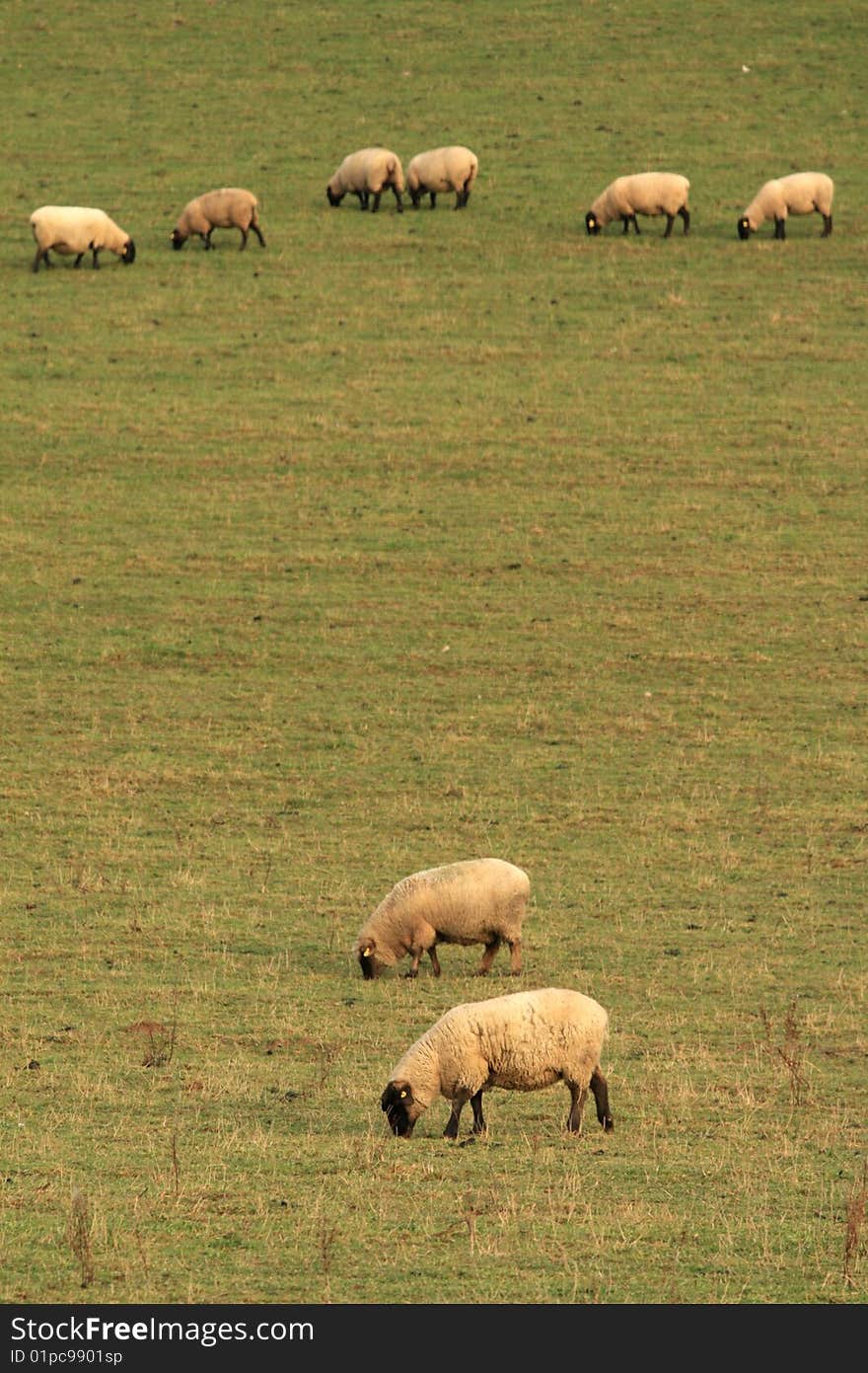 Sheep s line-up