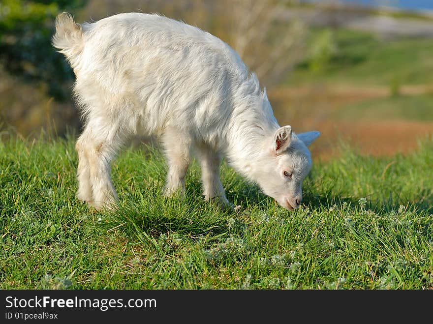 Little white goat eating gress. Little white goat eating gress