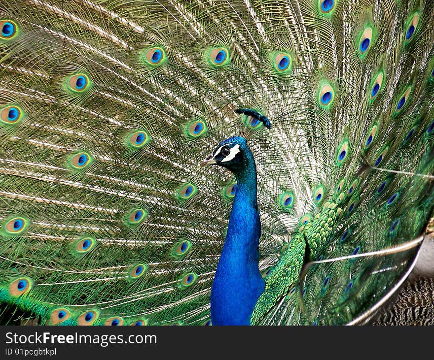 Peacock