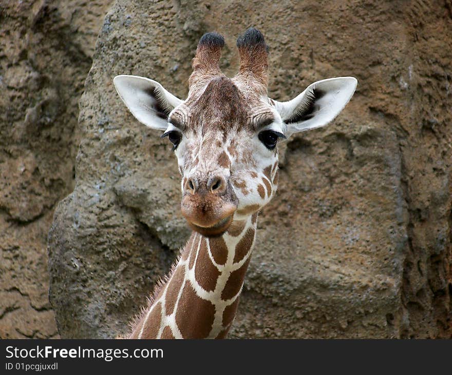 Giraffe